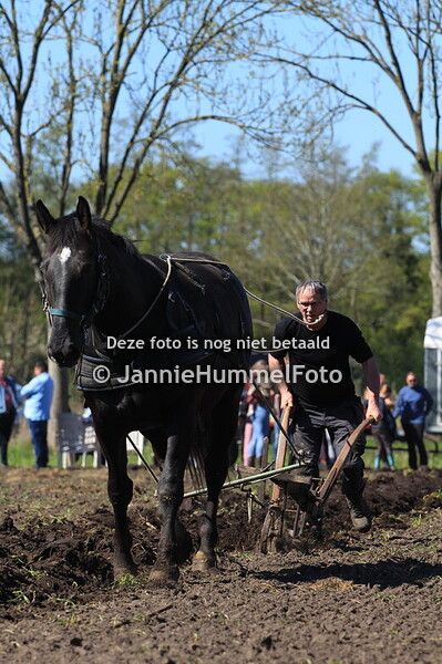 Ploegen met paarden 
