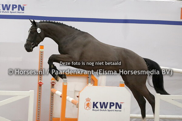 166 Rocky (Donthargos x LA v. Freeman)