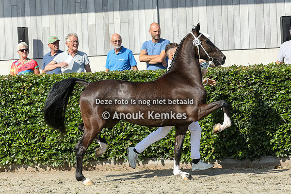 Simondra GSM ( Neon GSM x Pronkjuweel )