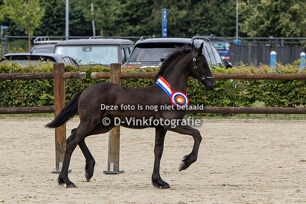 Rubriek 1 hengstveulens