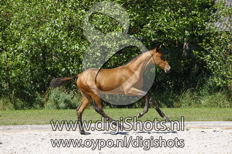 Kazan Z x Numero Uno