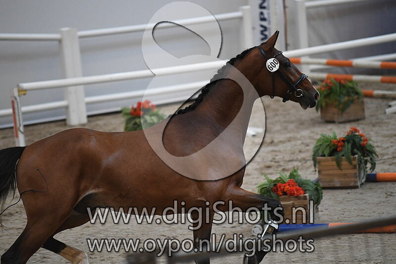 Mc Dreamy v. Alexandro P