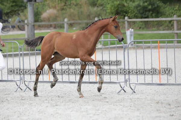 32 Saint Amour (Florida x dettina v. Johnson)