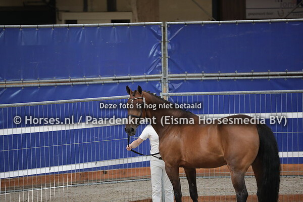 294 Flynn Ve (Sam R x Roxanne-Hune v. Animo)