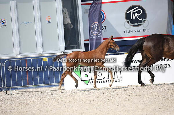 21 Ozusinetty (Enetertainer x Zusinetty v. Sam R)