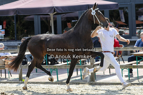 Renderose ( Lanto HBC x Unieko )