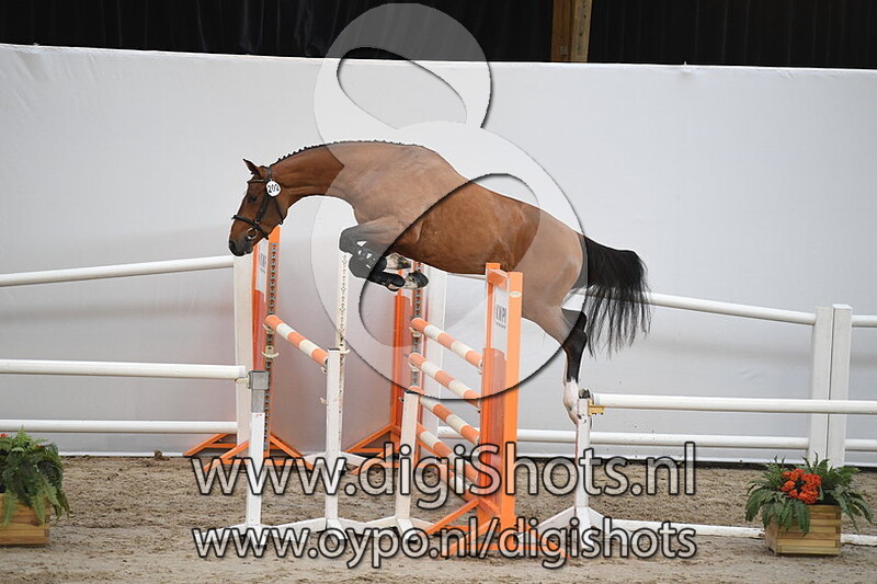 Rocky GVL v. Tangelo vd Zuuthoeve