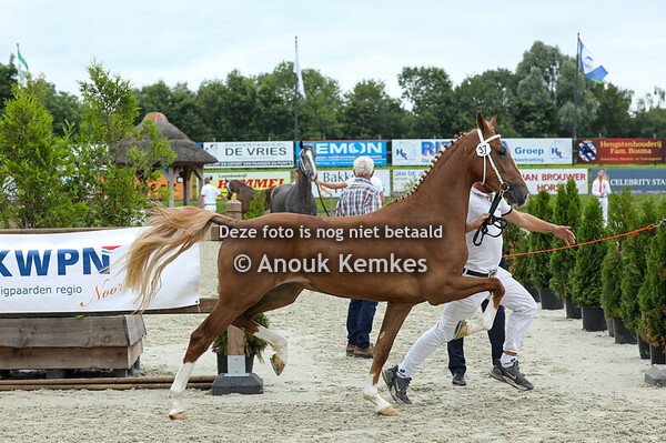 37 - Tianita ( Heliotroop VDM x Dylano )