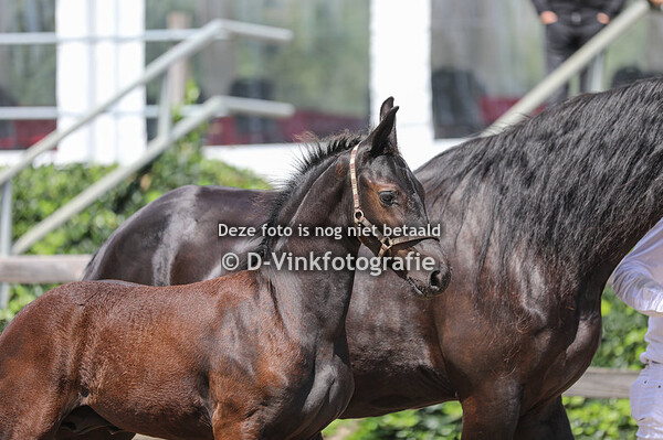 09. Wippe van den Terp