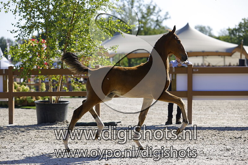 Tiesto VBA v. Icellie