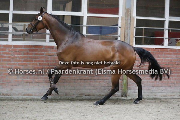 11 Nazanto (Zento x Lordano)