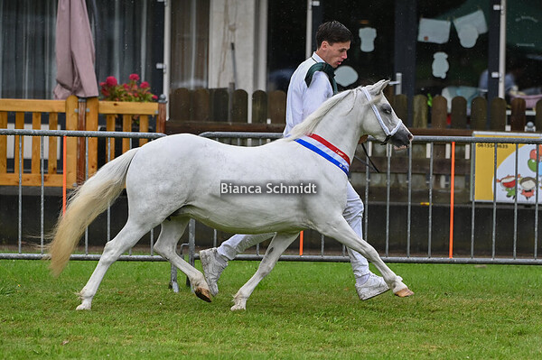 Ring 2/ kampioenschappen
