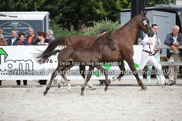 228 Odin (Kardieno x Vodina v. Elegant)