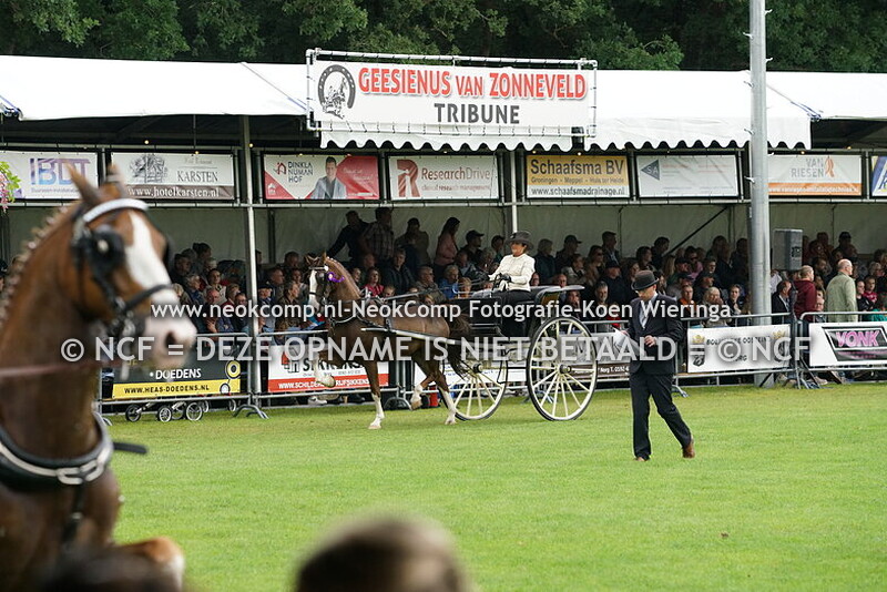 2025-07-29 Norg, Nationaal Tuigpaarden Concours rubriek 3-8 CH Norg