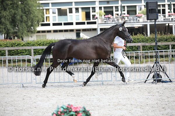 34 Lopez (Desperado x Skerginia v. Cabochon)