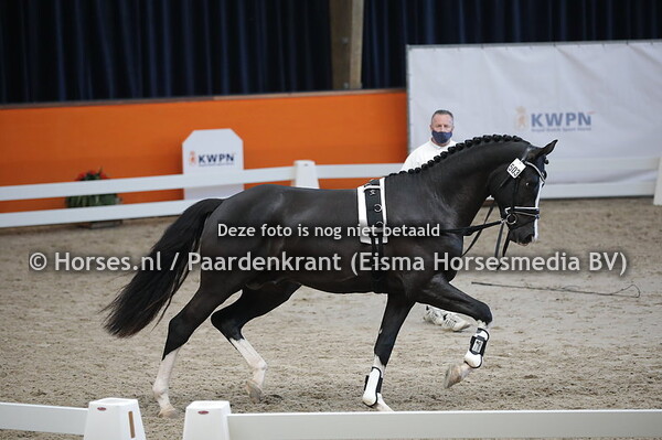 503 (Jarville x Prestige)