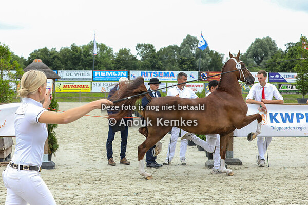 73 - Ominka Almire ( Heliotroop VDM x Manno )