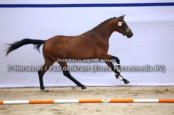 331 (Dynamic  Dream x United)