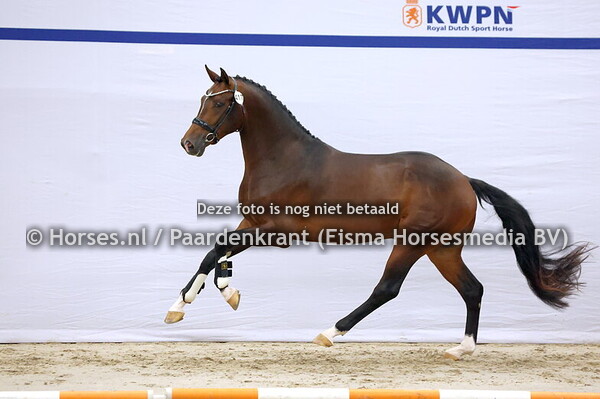 417 Kingston Blue Hors  x  Franklin)