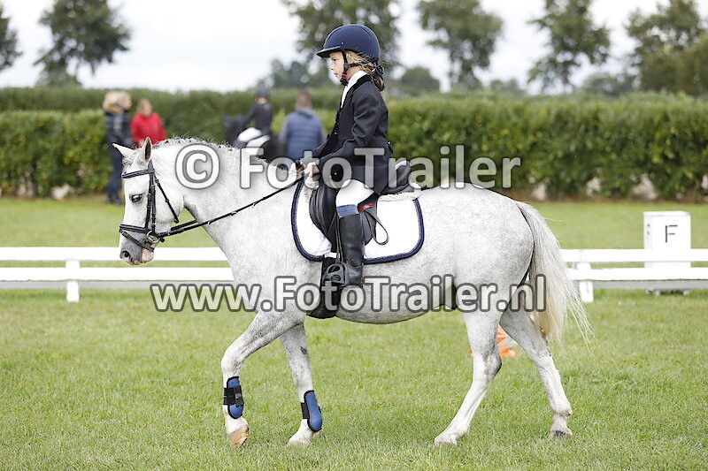 Geen nummer wit paard, blauwe kousen