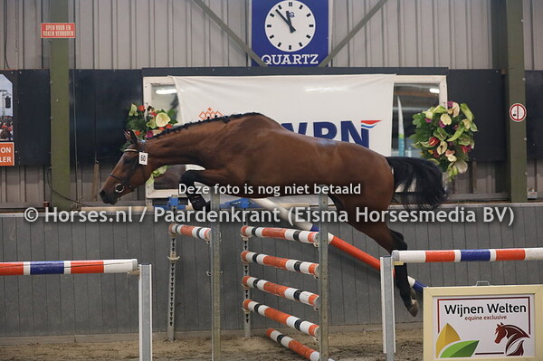 60 Ladette S (Bubalu VDL x Nadette v. Lux) (1)