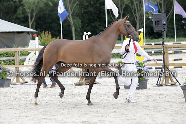 4 Olivia (High Shutterfly x Kosta v. El Clarimo) (