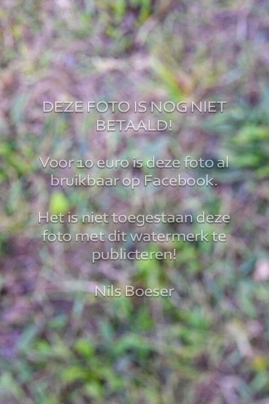 4 Working Equitation