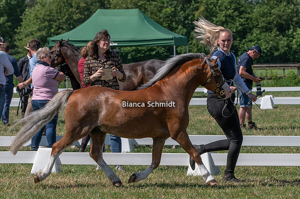Mega Welsh Event stoeterij Turfhorst
