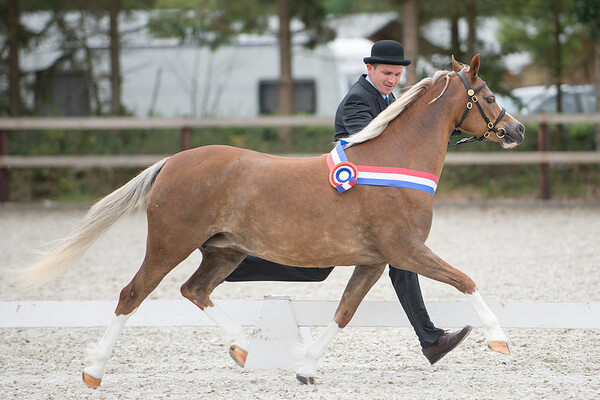Jubileumshow Welsh B club