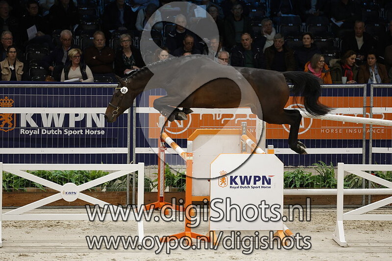 Elfhaban Van Beek Z v. Elfra Van Beek Z - 061