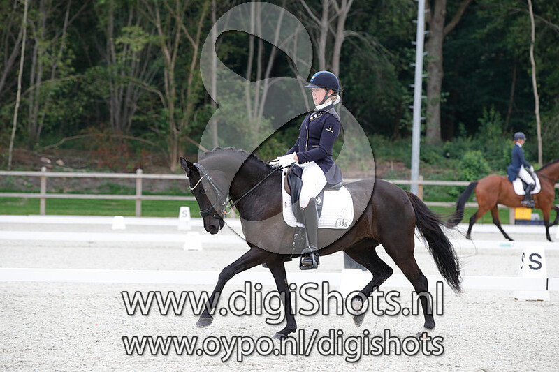 Brouwershaven's Black Swan