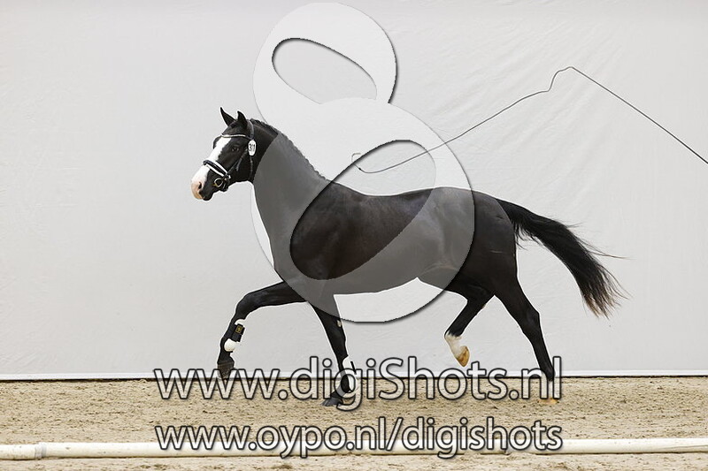 Navarro v. Blue Hors Farrell