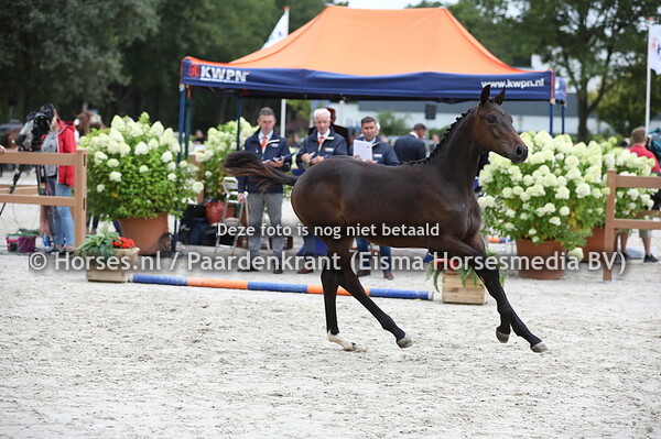 51 Obiko (Jaquet-Go x Vitara v, Ircolando)