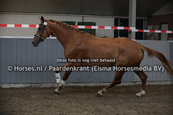 40 Gigi-Loma L (Rousseeau x Thyloma v. Nourejev )