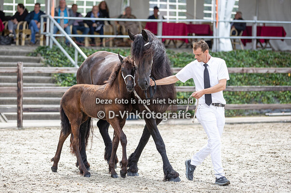 Kampioenskeuring merrieveulens