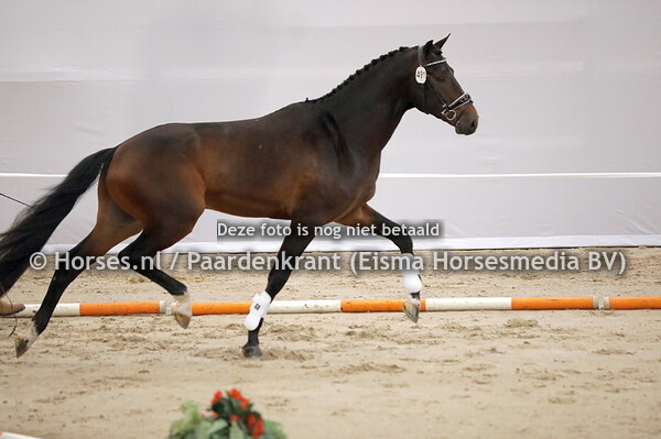 491 Ravello G (Raven x beabell v. Gribaldi)