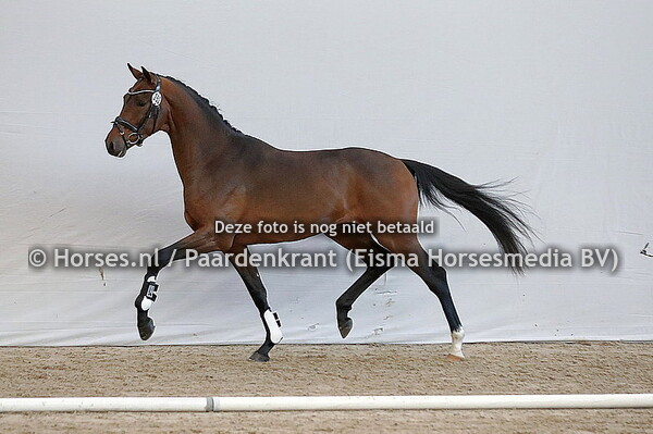 KWPN HK 1e bez dressuur 8 december 2021