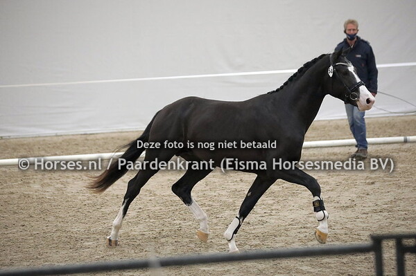 544 Oreo (Secret x U-Divette v. Olivi)