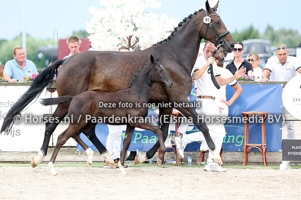 95 Vliets Tiger Lilly (Lamborghini US x Helmacara v. Briljant)