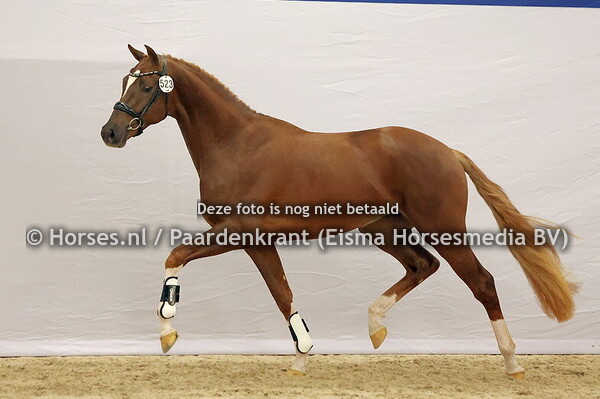 KWPN 1e bez 9 december dressuuur 2024