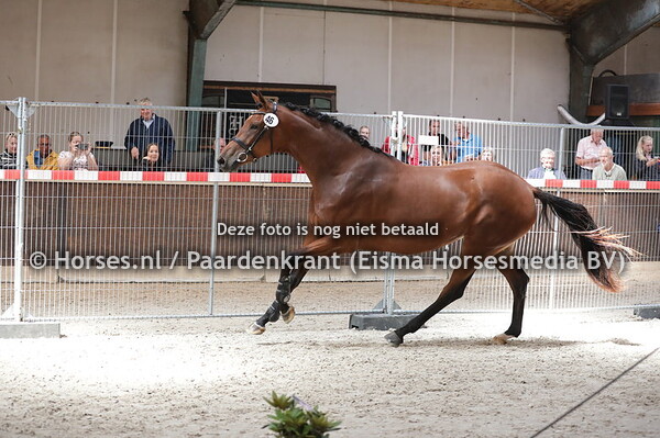 46 Madelena (Hennessy x Wicky v. farrington) (