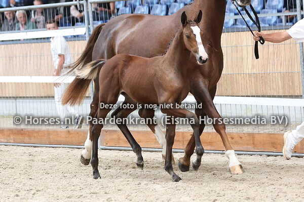 50 Vicky Banda VDL (Baltic x Banda v. Argentinus)