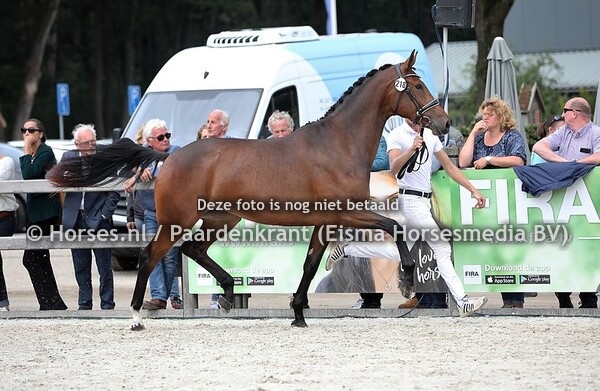 218 Ladyana (Hitmaker x Faydiana v. Uphill)