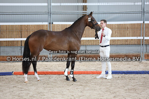 202 Sonia Turfhorst (Mauro Turfhorst x Lady Jane v. Apache)