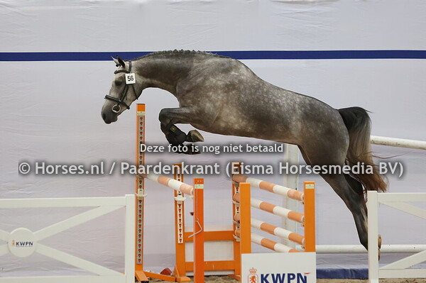 56 Sara Beau Odette (Aristoteles x Beau-Odette v. Cartano)