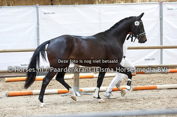 43 Suzie Wemmie W (Nirvano x Wemmie v. Rhodium)