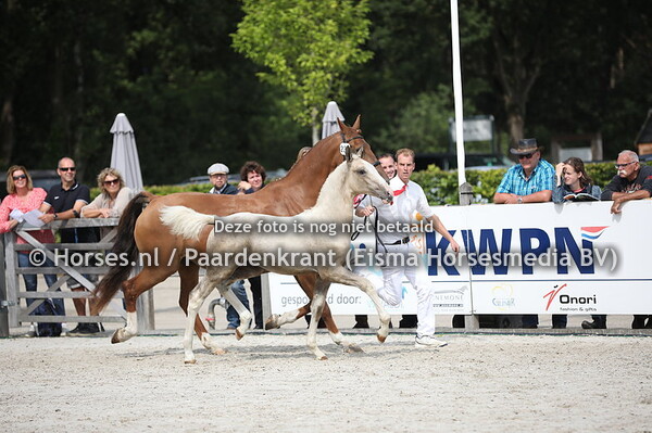 233 Og3ne VB (Edmundo x Tuwalda v. Fabricius)