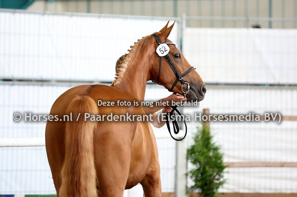 52 Saribalia vaan Seldsum (Tangelo vd Z x Okay Balia SMH)