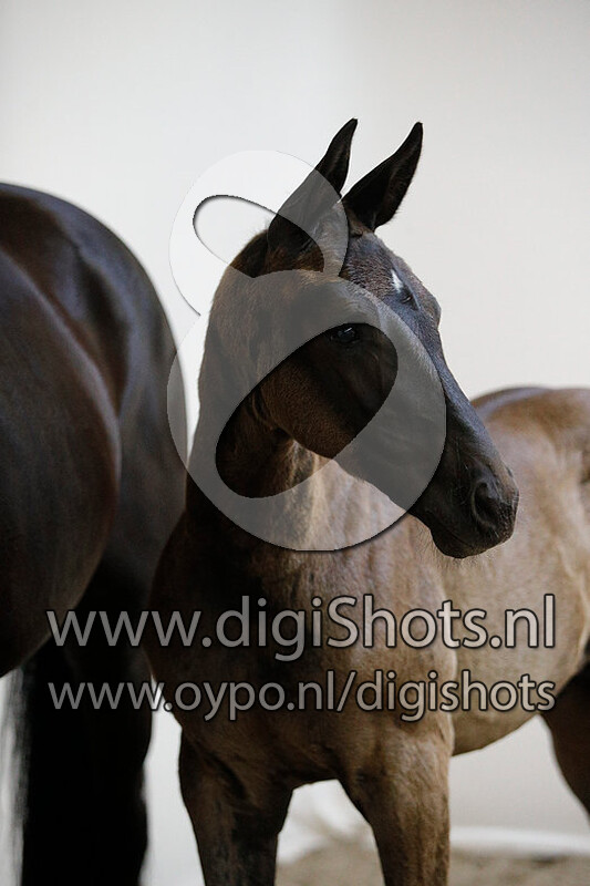 On the rock v. Indian Rock