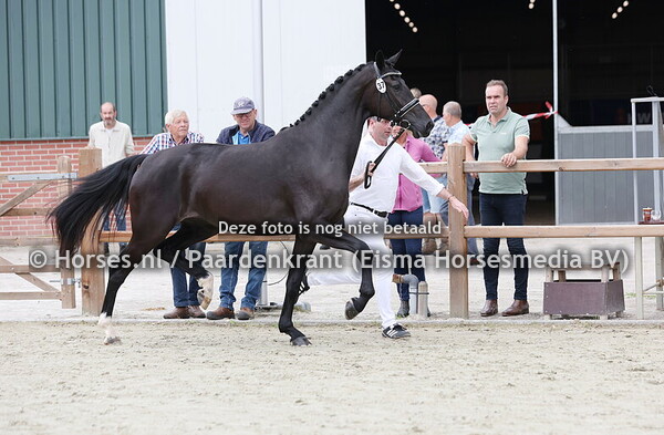 37 Ryby Rouge BEK (Glamourdale x Moulin Rouge)